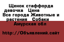 Щенок стаффорда девочка › Цена ­ 20 000 - Все города Животные и растения » Собаки   . Амурская обл.